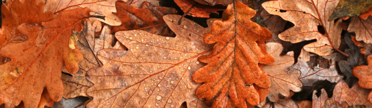 <h1>Nature-Inspired Roofing: Seasonal Colours to Transform Your Home</h1>