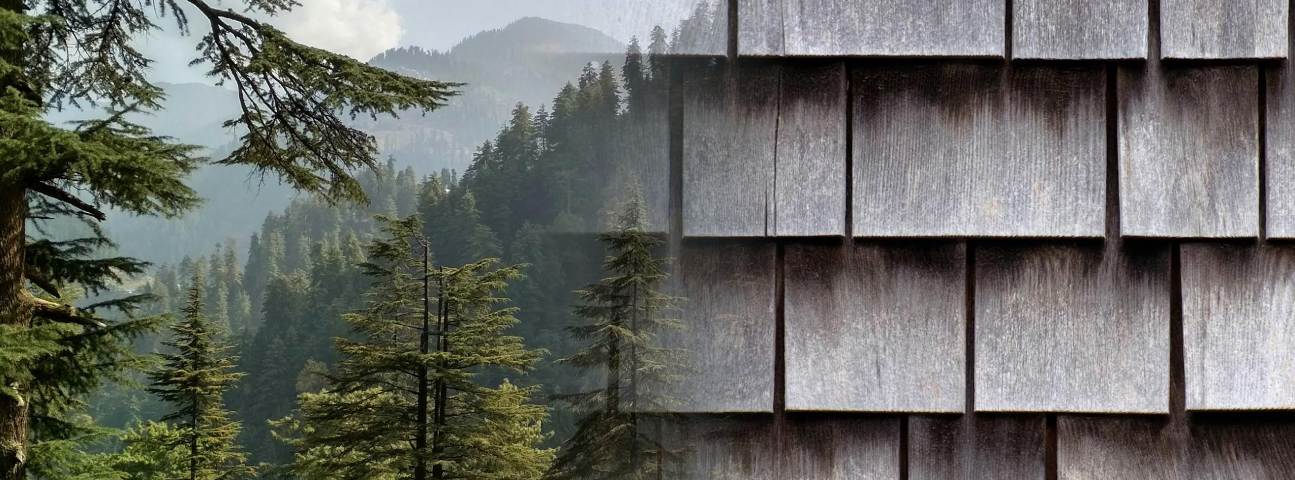 Cedar forest transitioning to natural shake shingles